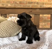 Gypsy Black Girl , a female Miniature Schnauzer for sale in Stonewall, OK – 2 of 5
