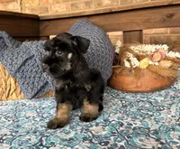 Black and Wheaten Girl , a male Miniature Schnauzer for sale in Stonewall, OK – 6 of 6