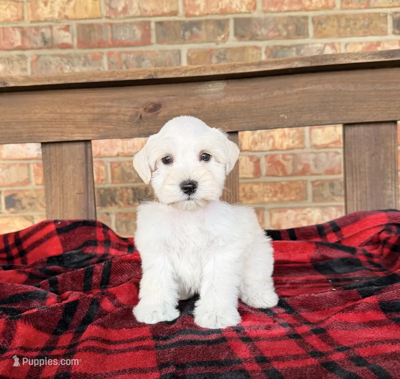 Cream/wheaten C – Miniature Schnauzer puppy for sale in Stonewall, OK