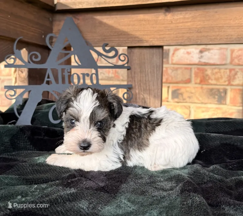TOY - Silver parti Girl – Miniature Schnauzer puppy for sale in Stonewall, OK