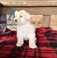Cream/Wheaten Boy A, a male Miniature Schnauzer for sale in Stonewall, OK – 5 of 7