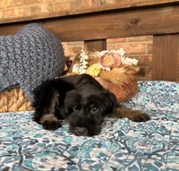 Black and Wheaten Girl , a male Miniature Schnauzer for sale in Stonewall, OK – 4 of 6