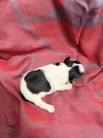 Toy - Black and Silver Parti Boy, a female Miniature Schnauzer for sale in Stonewall, OK – 2 of 4