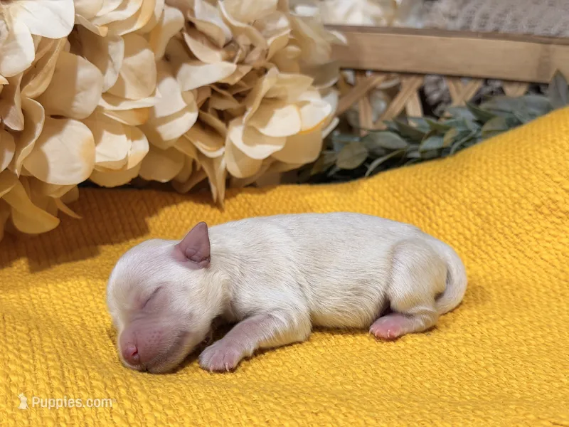 Wheaten/Cream Girl – Miniature Schnauzer puppy for sale in Stonewall, OK