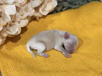 Cream/wheaten C, a male Miniature Schnauzer for sale in Stonewall, OK – 3 of 5