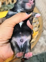 Katniss Silver Boy, a male Miniature Schnauzer for sale in Stonewall, OK – 2 of 5