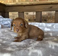 Longhair Shaded Red Dapple, a female Miniature Dachshund for sale in Stonewall, OK – 5 of 5
