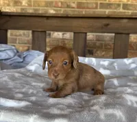 Longhair Shaded Red Dapple, a female Miniature Dachshund for sale in Stonewall, OK – 3 of 5
