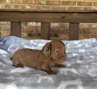 Longhair Shaded Red Dapple, a female Miniature Dachshund for sale in Stonewall, OK – 4 of 5