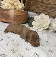 Longhair Shaded Red Dapple, a female Miniature Dachshund for sale in Stonewall, OK – Photo 2 of 4
