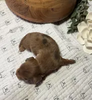 Longhair Shaded Red Dapple, a female Miniature Dachshund for sale in Stonewall, OK – Photo 4 of 4