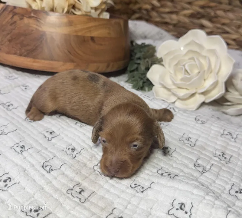 Longhair Shaded Red Dapple – Miniature Dachshund puppy for sale in Stonewall, OK
