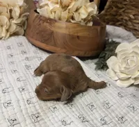 Longhair Shaded Red Dapple, a female Miniature Dachshund for sale in Stonewall, OK – Photo 3 of 4