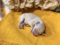 Katniss Cream B, a male Miniature Schnauzer for sale in Stonewall, OK – 2 of 5