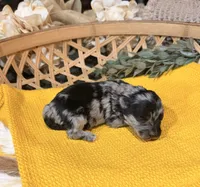 Black and Silver Merle , a male Miniature Schnauzer for sale in Stonewall, OK – 4 of 5