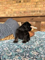Dark Black and Red , a male Miniature Schnauzer for sale in Stonewall, OK – 4 of 4
