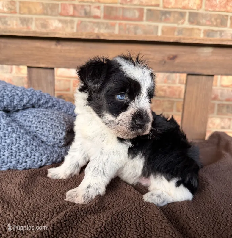 Paris Roan Boy -blues – Miniature Schnauzer puppy for sale in Stonewall, OK