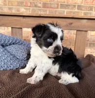 Paris Roan Boy -blues, a male Miniature Schnauzer for sale in Stonewall, OK – 1 of 8