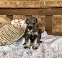 Gypsy’s Silver Girl, a female Miniature Schnauzer for sale in Stonewall, OK – 5 of 5