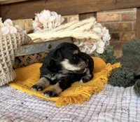 Katniss Black and Silver , a female Miniature Schnauzer for sale in Stonewall, OK – 4 of 6