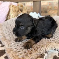 Black and Red , a male Miniature Schnauzer for sale in Stonewall, OK – 5 of 5