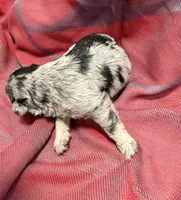 Dark Black and Silver Merle Girl, a female Miniature Schnauzer for sale in Stonewall, OK – 2 of 4