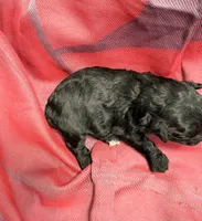 Black, a female Miniature Schnauzer for sale in Stonewall, OK – 2 of 4