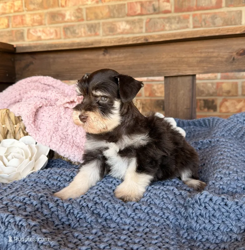 Chocolate and tan phantom  – Miniature Schnauzer puppy for sale in Stonewall, OK