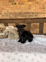 Gypsy’s Boy, a female Miniature Schnauzer for sale in Stonewall, OK – 3 of 5
