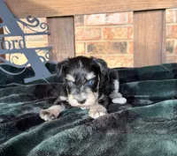 Toy BS Blues , a female Miniature Schnauzer for sale in Stonewall, OK – 2 of 5