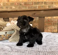Gypsy’s Boy, a female Miniature Schnauzer for sale in Stonewall, OK – 4 of 5