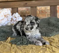 Hollywood , a female Miniature Schnauzer for sale in Stonewall, OK – 5 of 6