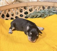 Chocolate and tan phantom , a male Miniature Schnauzer for sale in Stonewall, OK – 2 of 5