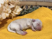 Katniss Cream B, a male Miniature Schnauzer for sale in Stonewall, OK – 3 of 5