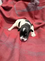 Toy - black and Silver Parti Boy, a female Miniature Schnauzer for sale in Stonewall, OK – 3 of 4