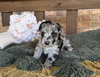 Hollywood , a female Miniature Schnauzer for sale in Stonewall, OK – 4 of 6