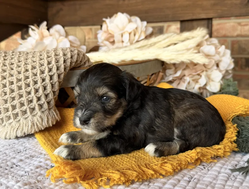 Katniss Silver Boy – Miniature Schnauzer puppy for sale in Stonewall, OK