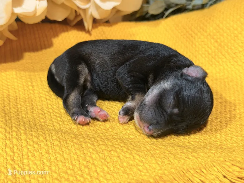 Katniss Silver Boy – Miniature Schnauzer puppy for sale in Stonewall, OK
