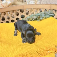 Black and Silver phantom Girl , a male Miniature Schnauzer for sale in Stonewall, OK – 4 of 5