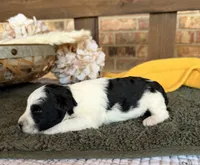 Paris’ Black and White Parti , a male Miniature Schnauzer for sale in Stonewall, OK – 5 of 5