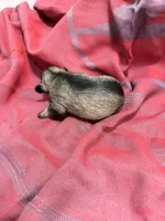 Toy -Silver Girl , a female Miniature Schnauzer for sale in Stonewall, OK – 3 of 4
