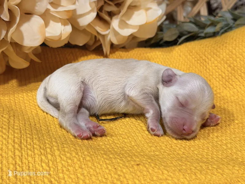 Katniss Cream B – Miniature Schnauzer puppy for sale in Stonewall, OK