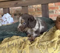 Longhair Dapple , a male Miniature Dachshund for sale in Stonewall, OK – 2 of 7