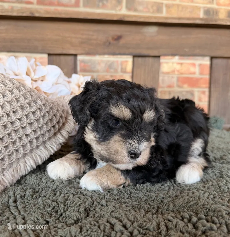 Wheaten and Black  – Miniature Schnauzer puppy for sale in Stonewall, OK