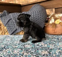 Tiny Toy Black and Red , a male Miniature Schnauzer for sale in Stonewall, OK – 4 of 4