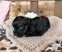Black and Red , a male Miniature Schnauzer for sale in Stonewall, OK – 4 of 5