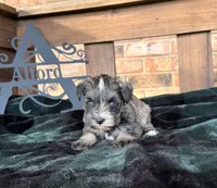 Toy -Silver Girl Blues, a female Miniature Schnauzer for sale in Stonewall, OK – 5 of 6