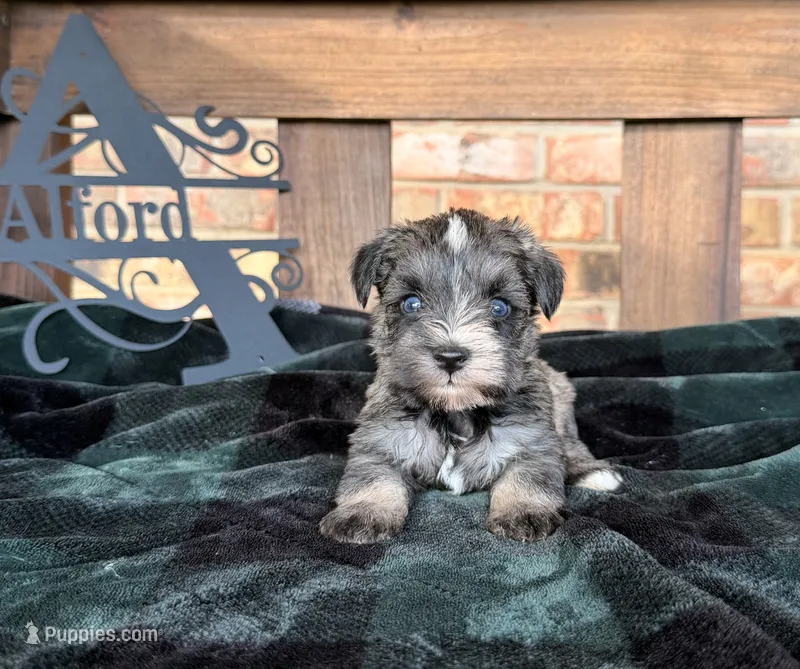 Toy -Silver Girl Blues – Miniature Schnauzer puppy for sale in Stonewall, OK