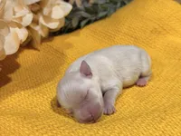 Wheaten/Cream Girl, a female Miniature Schnauzer for sale in Stonewall, OK – 5 of 5