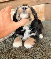 Wheaten and Black , a male Miniature Schnauzer for sale in Stonewall, OK – 2 of 5